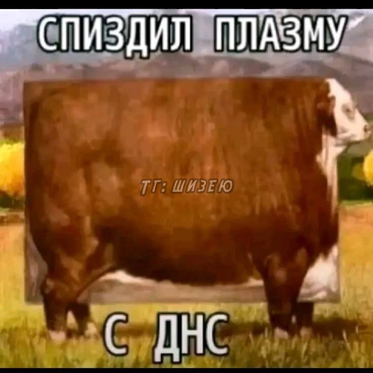 корова: спиздил плазму с днс