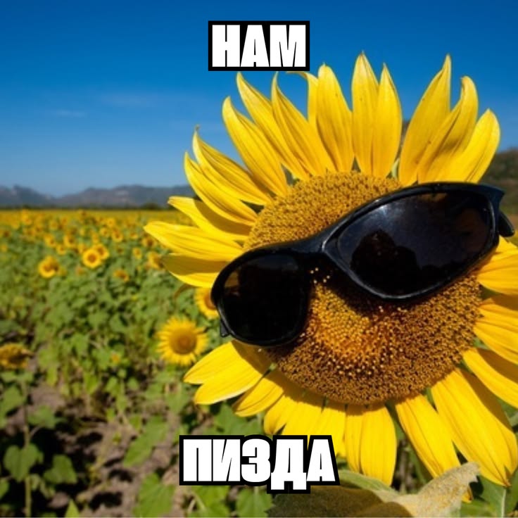 подсолнух в очках: нам пизда