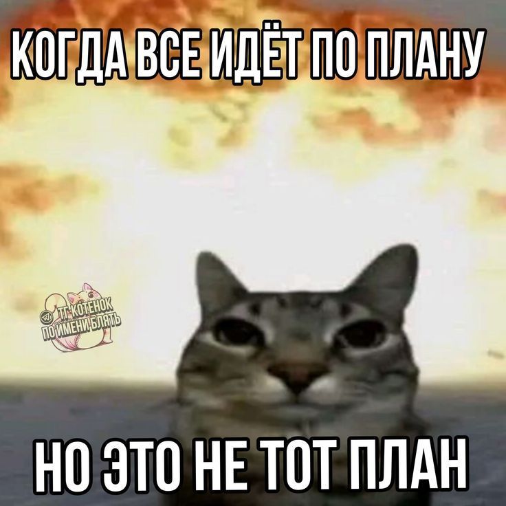 кот на фоне взрыва